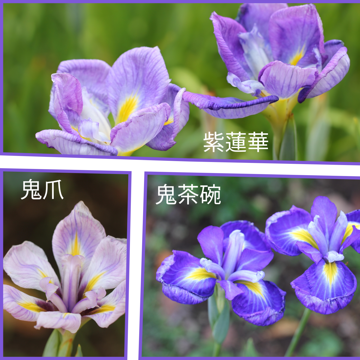 蓮華咲セット（紫蓮華、鬼茶碗、鬼爪）
