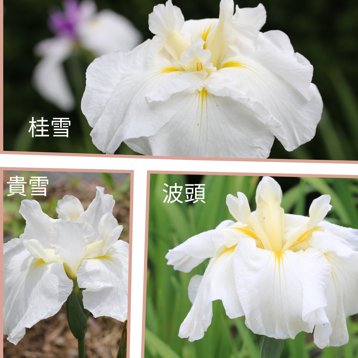 極早咲肥後型セット（桂雪、貴雪、波頭）