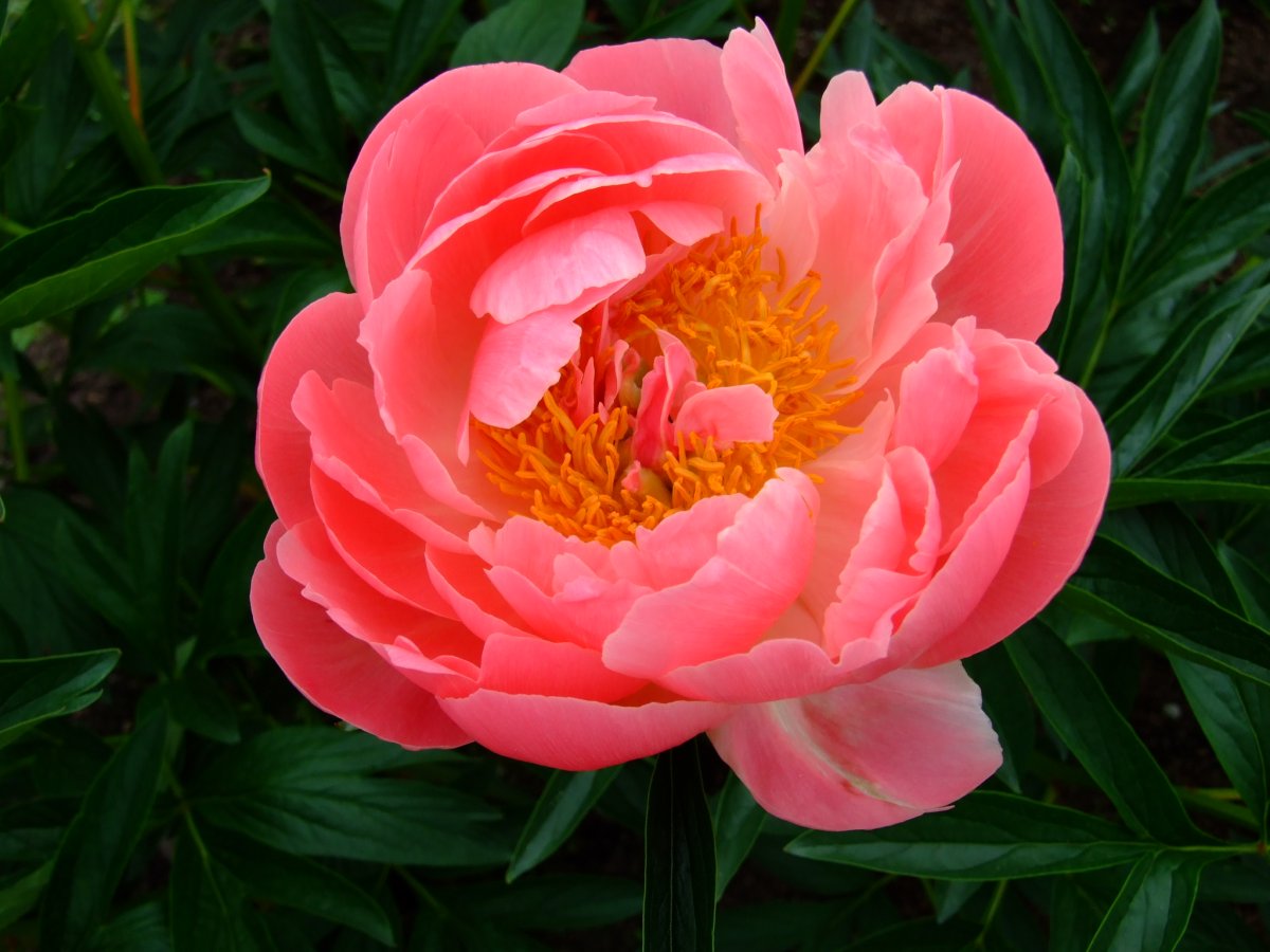 コーラルサンセット