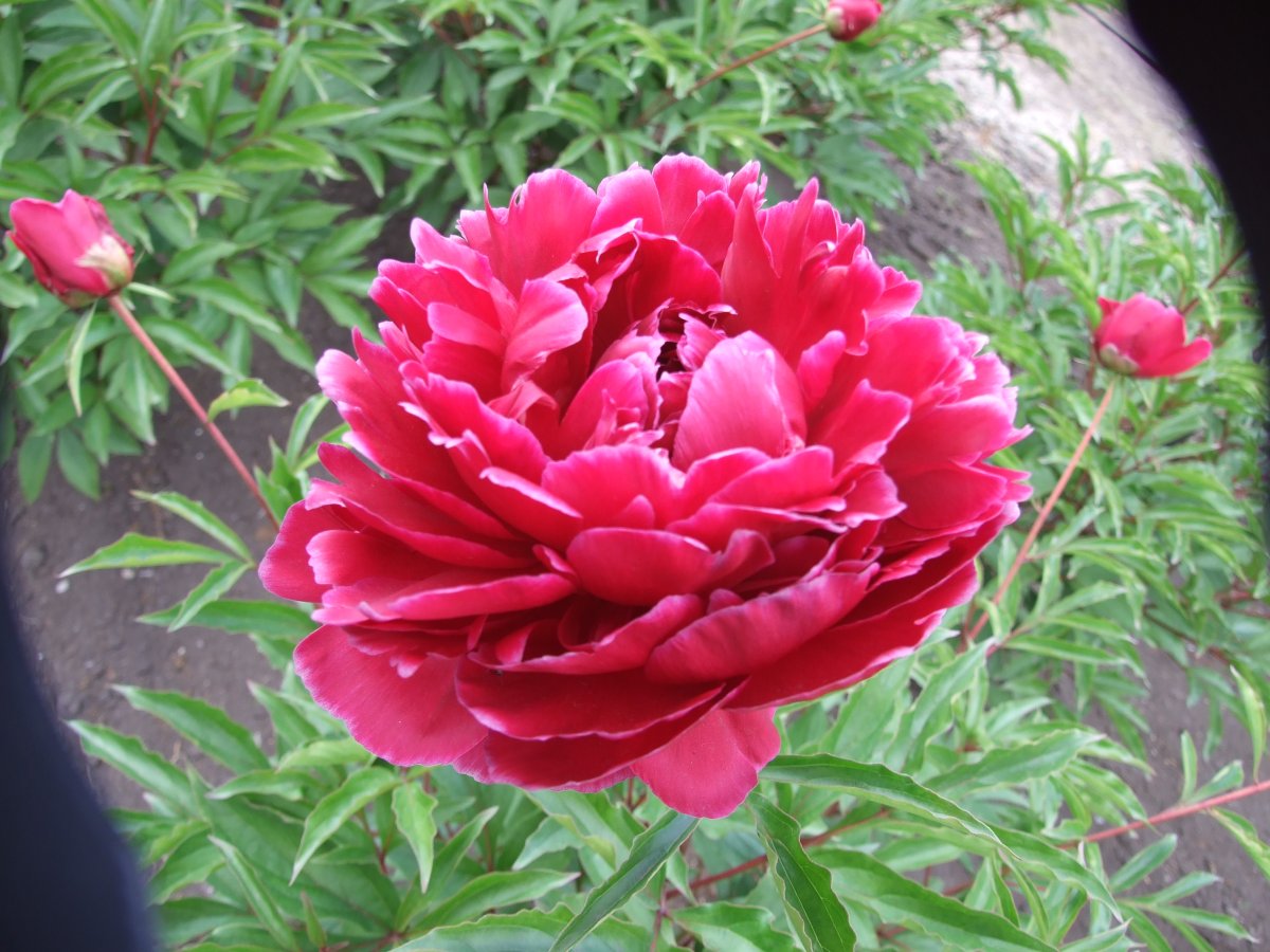 レッドサラベルナール