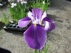 花菖蒲品種リスト 手づくり村 鯉艸郷 りそうきょう