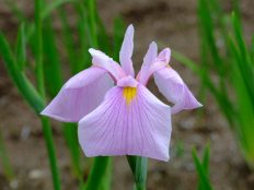 花菖蒲品種リスト | 手づくり村 鯉艸郷（りそうきょう）