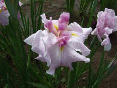 花菖蒲品種リスト 手づくり村 鯉艸郷 りそうきょう