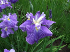 花菖蒲品種リスト 手づくり村 鯉艸郷 りそうきょう