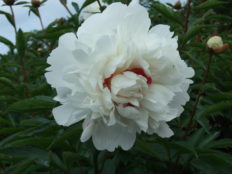 芍薬品種リスト 手づくり村 鯉艸郷 りそうきょう
