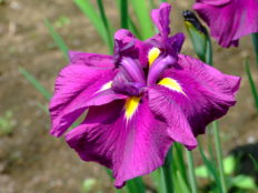 花菖蒲品種リスト 手づくり村 鯉艸郷 りそうきょう
