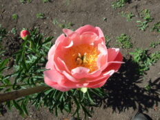 芍薬品種リスト 手づくり村 鯉艸郷 りそうきょう