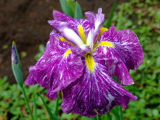 花菖蒲品種リスト | 手づくり村 鯉艸郷（りそうきょう）