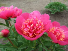 芍薬品種リスト | 手づくり村 鯉艸郷（りそうきょう）