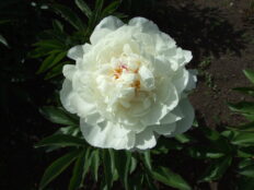 芍薬苗　リヨウスイ imgrc0096249938.jpg