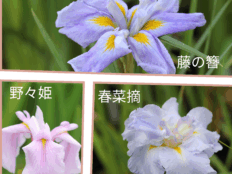 花菖蒲品種リスト | 手づくり村 鯉艸郷（りそうきょう）