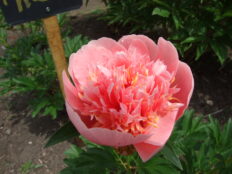 芍薬品種リスト | 手づくり村 鯉艸郷（りそうきょう）